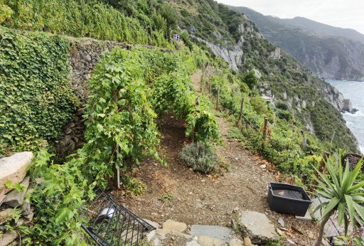 Cinqueterre.it hiker's handbook