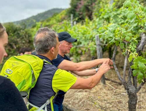Walking among vineyards and history