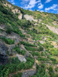 Vendemmia alle Cinque Terre 2025: