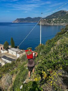Vendemmia alle Cinque Terre 2025: