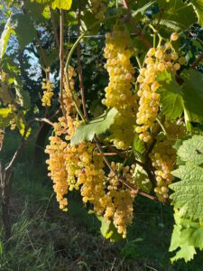 Vendemmia alle Cinque Terre 2025: