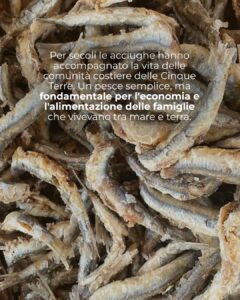 Sagra dell'Acciuga Monterosso 2026